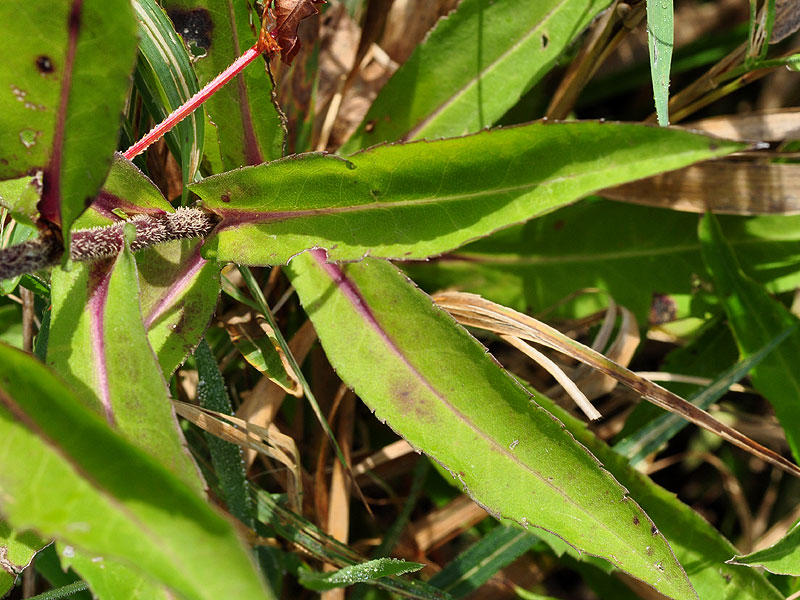 Symphyotrichum puniceum var. puniceum