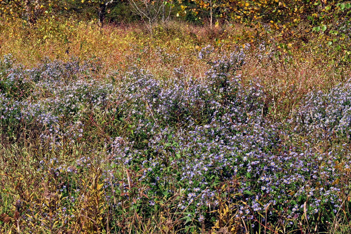 Bristly Aster