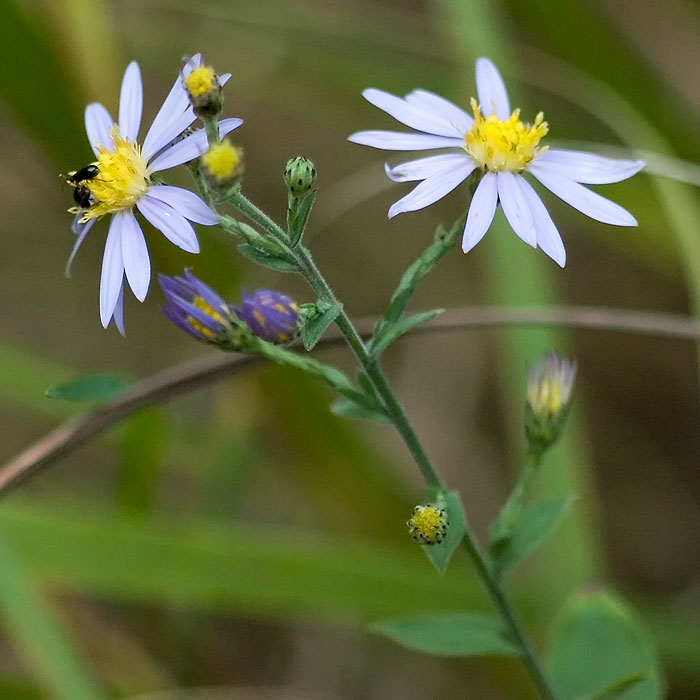 Symphyotrichum undulatum