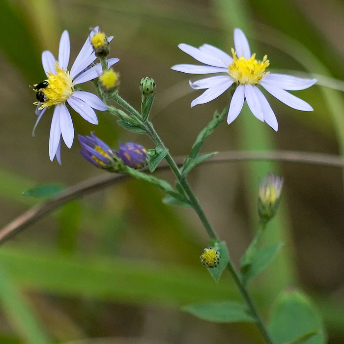 <i>Symphyotrichum undulatum</i>