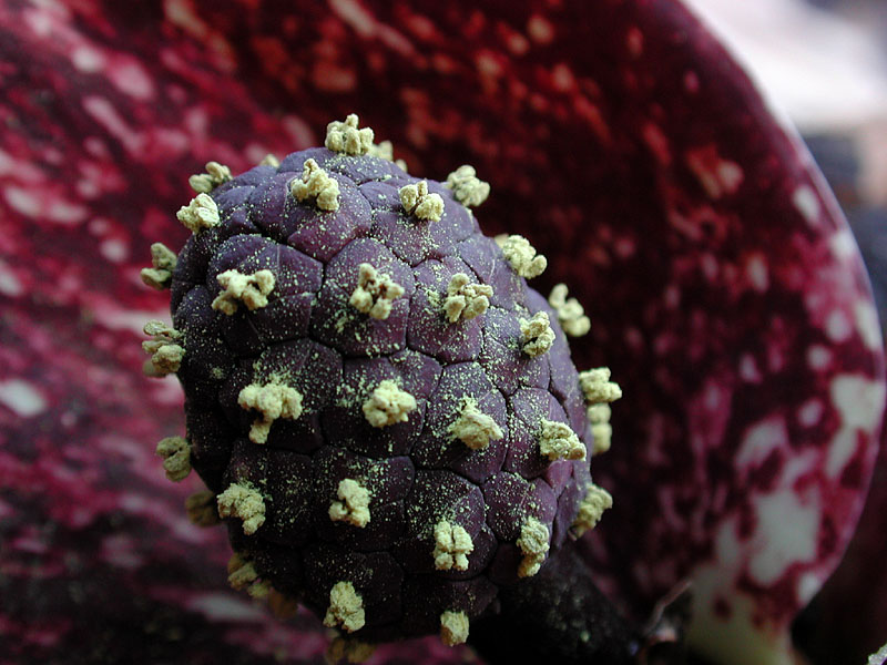 Skunk Cabbage