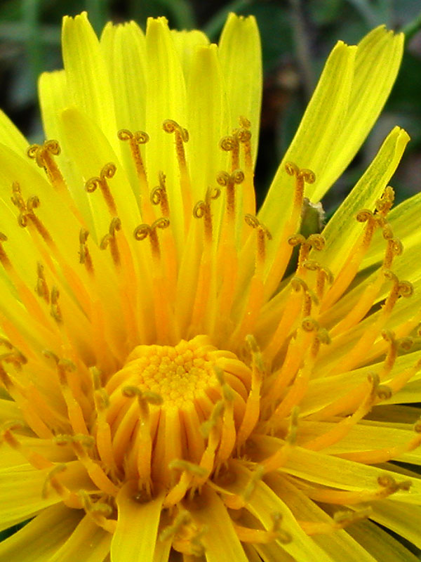 Taraxacum officinale