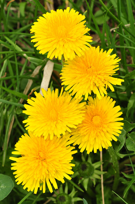 Taraxacum officinale