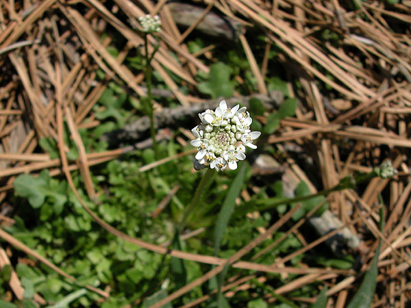 Teesdalia nudicaulis