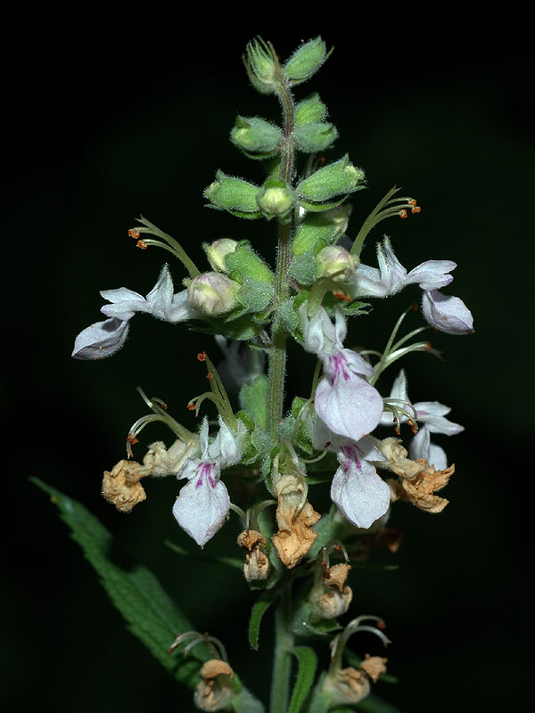 Teucrium canadense var. canadense