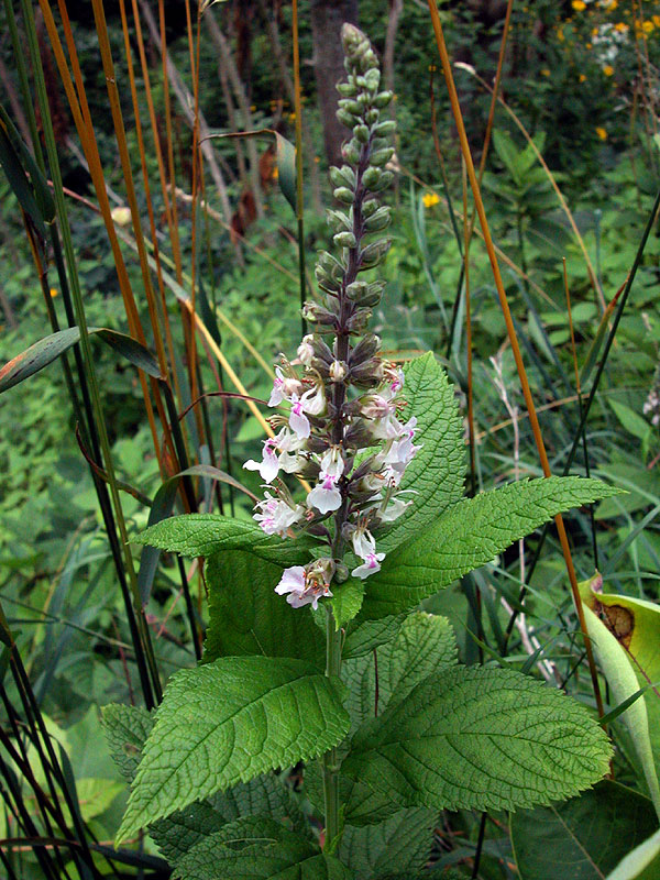 Teucrium canadense var. virginicum