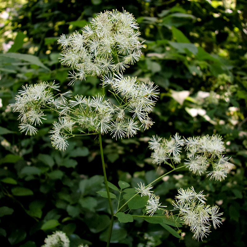 Thalictrum pubescens