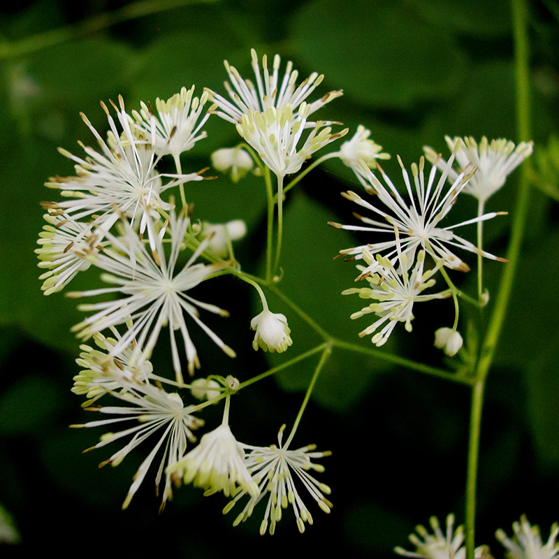 Thalictrum pubescens