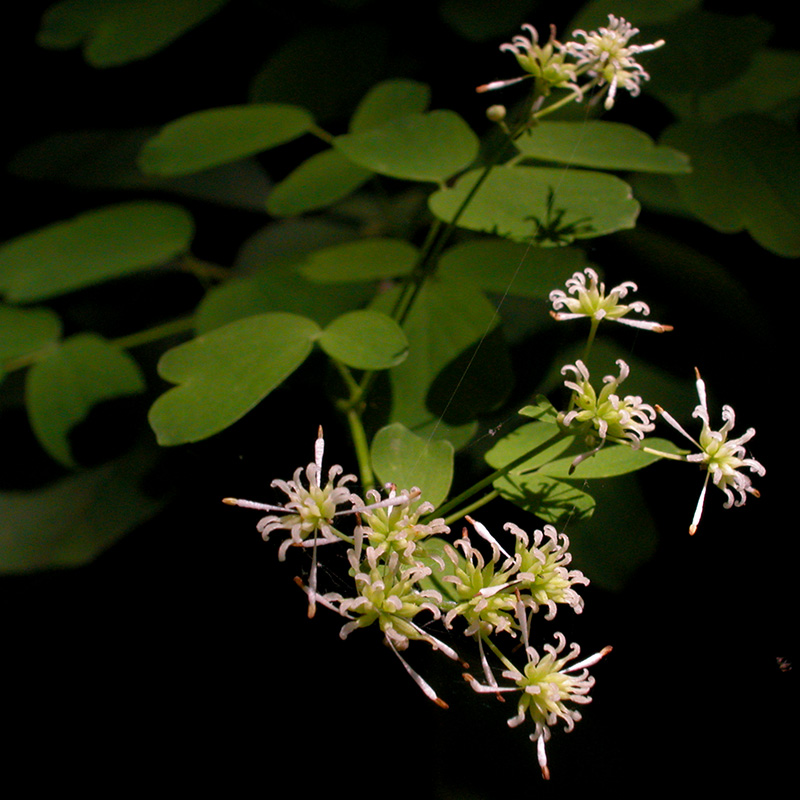 Thalictrum pubescens