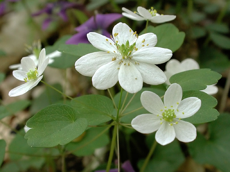Thalictrum thalictroides