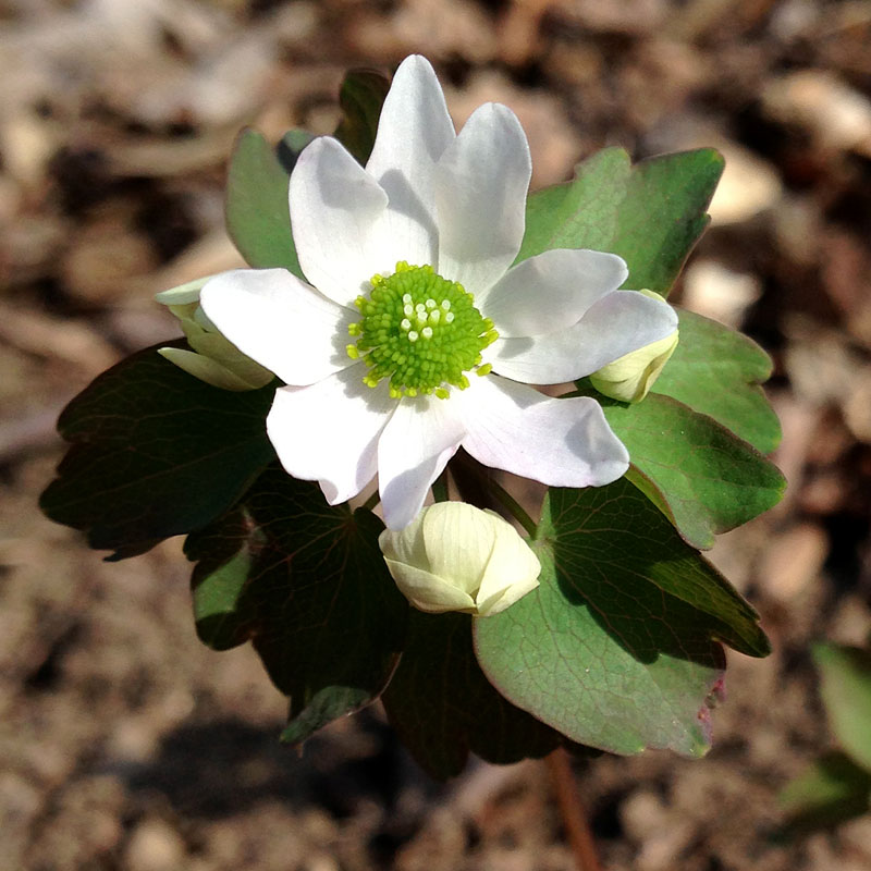 Thalictrum thalictroides