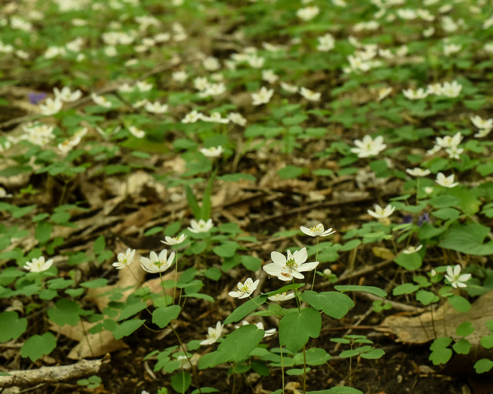 Thalictrum thalictroides