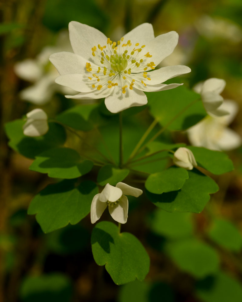 Thalictrum thalictroides