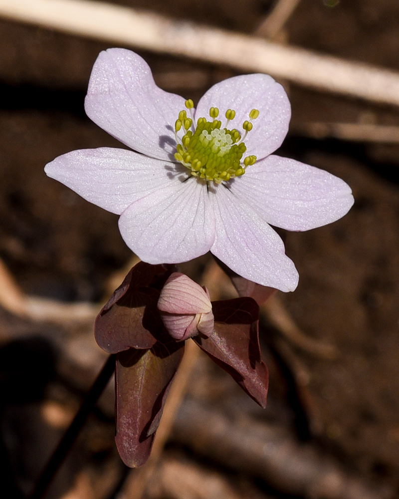 Thalictrum thalictroides