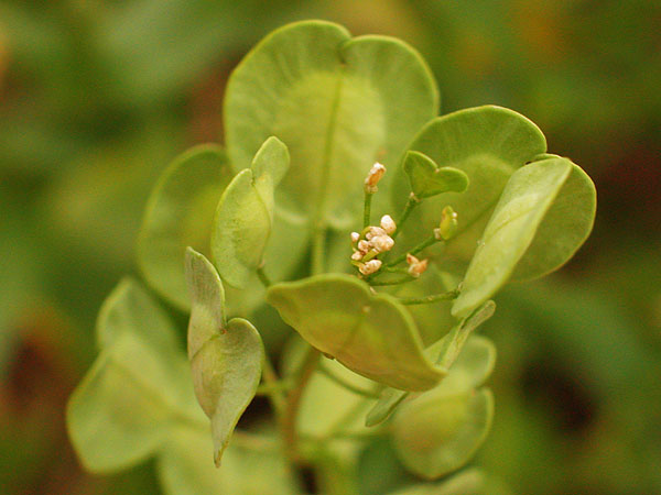 Field Penny-cress