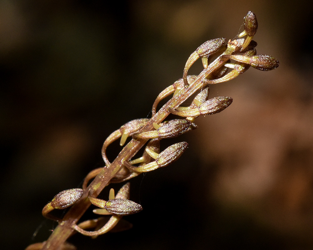 Cranefly Orchid