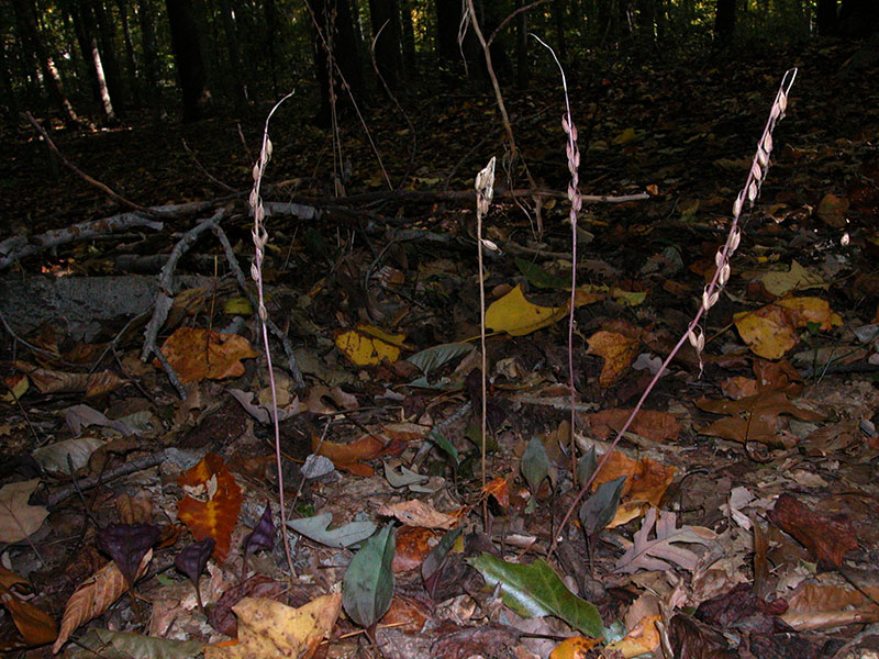 Cranefly Orchid