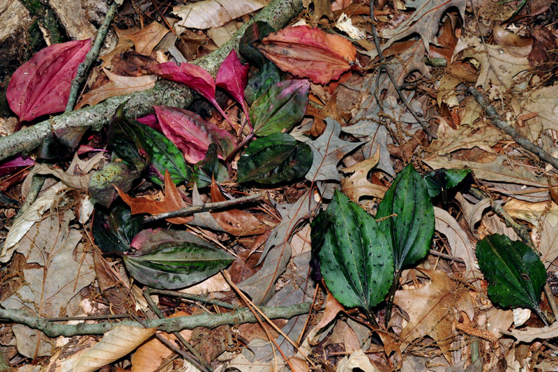 Tipularia discolor