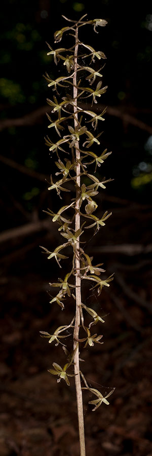 Tipularia discolor