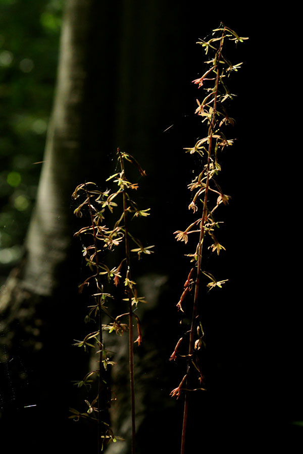 Tipularia discolor