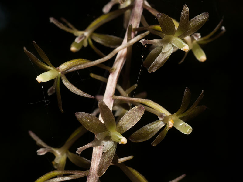 Tipularia discolor