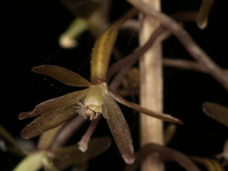 Tipularia discolor