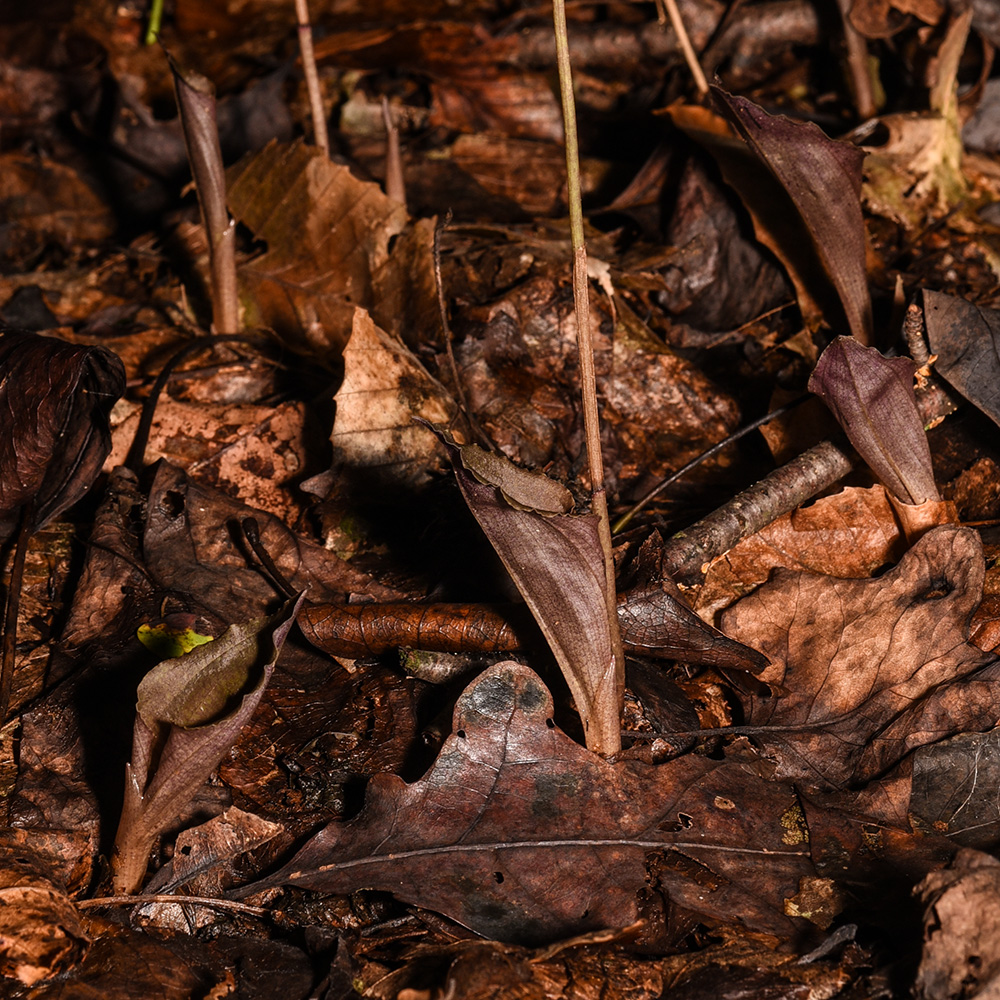 Cranefly Orchid