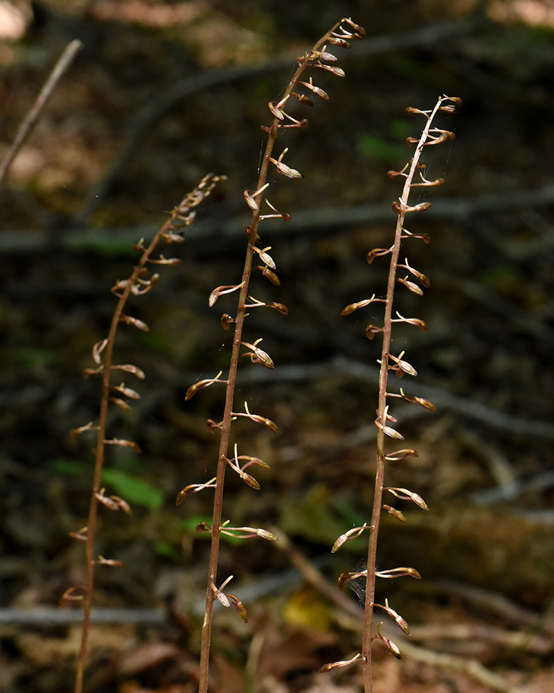 Tipularia discolor