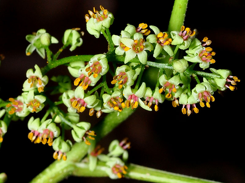 Toxicodendron radicans var. radicans