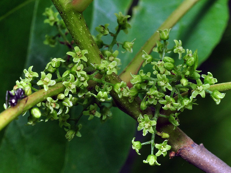 Toxicodendron radicans var. radicans