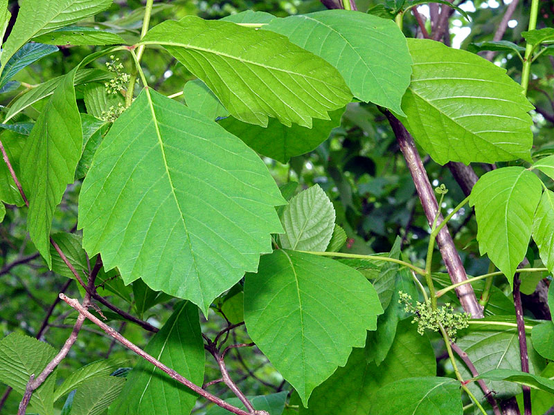 Toxicodendron radicans var. radicans