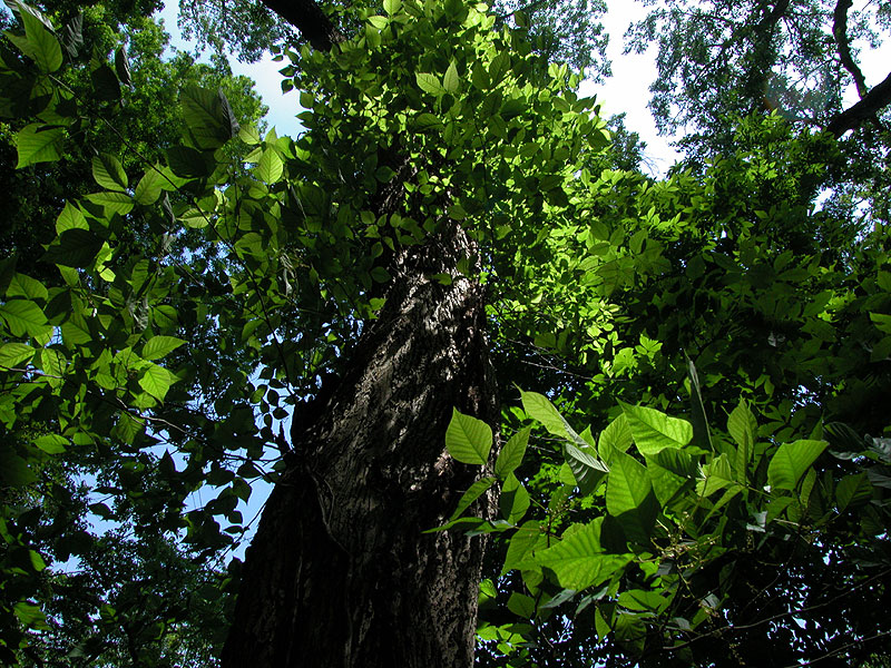 Toxicodendron radicans var. radicans