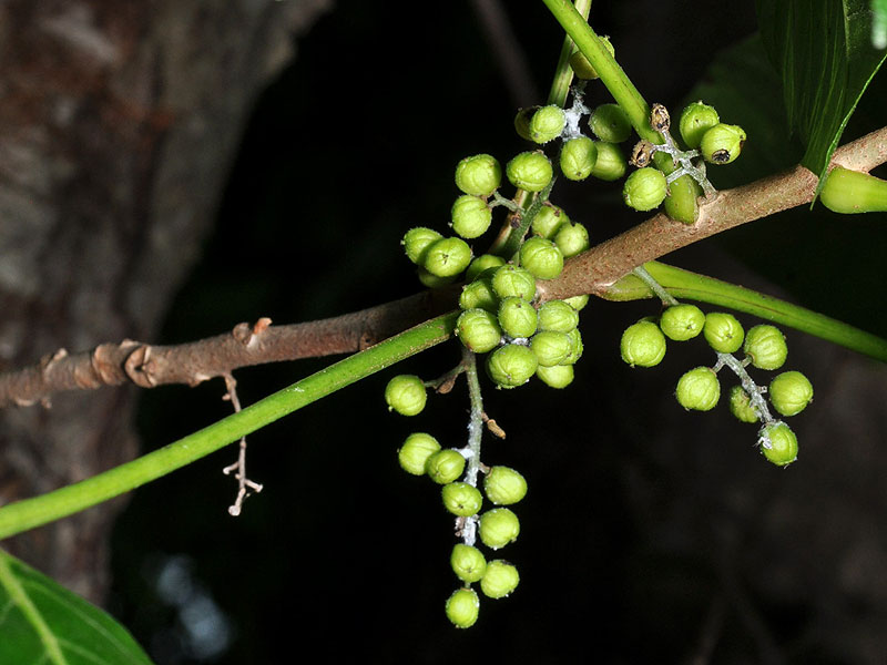 Toxicodendron radicans var. radicans