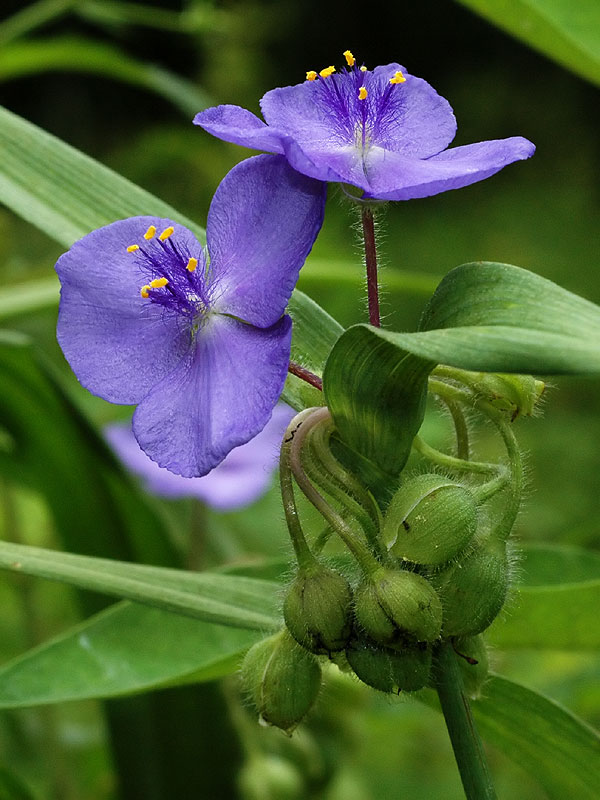 Tradescantia virginiana