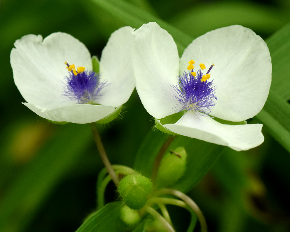 <i>Tradescantia virginiana</i>