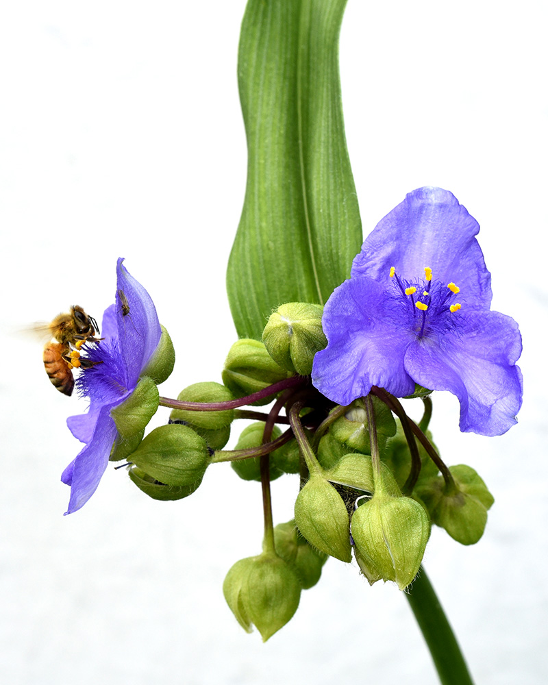<i>Tradescantia virginiana</i>