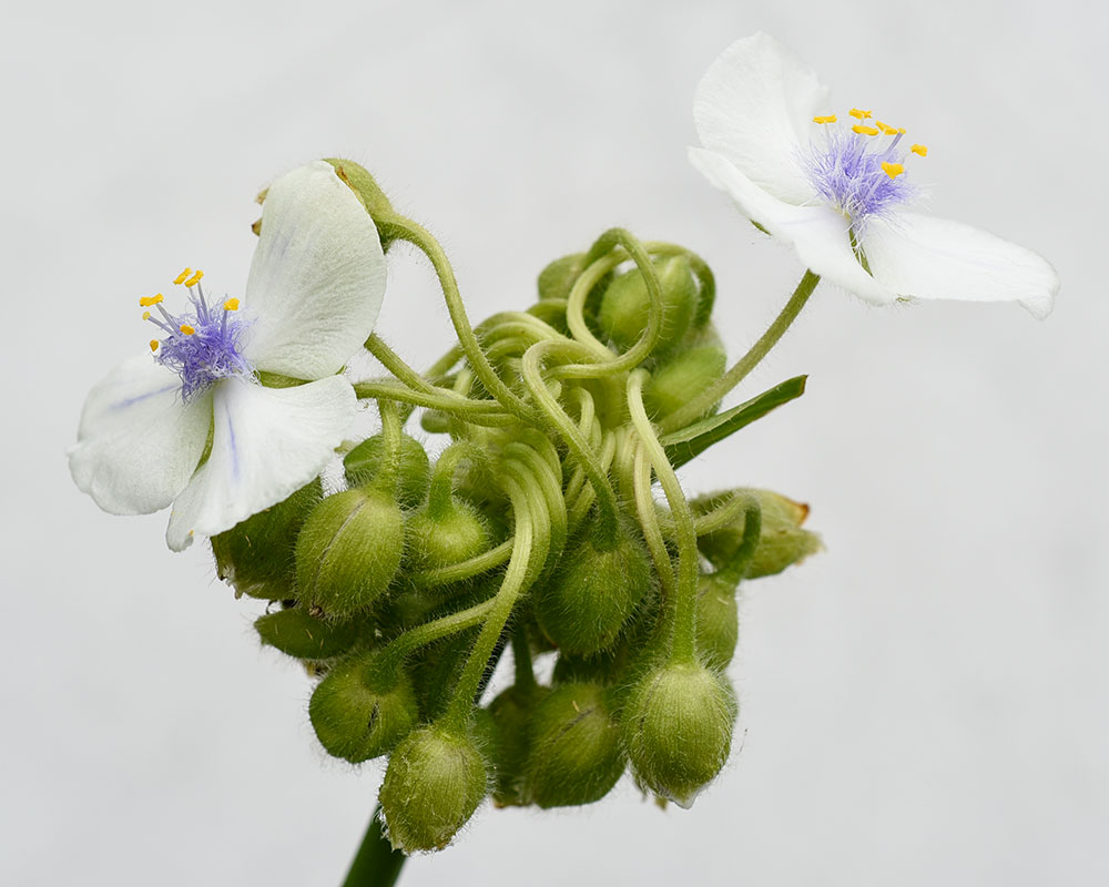 Tradescantia virginiana