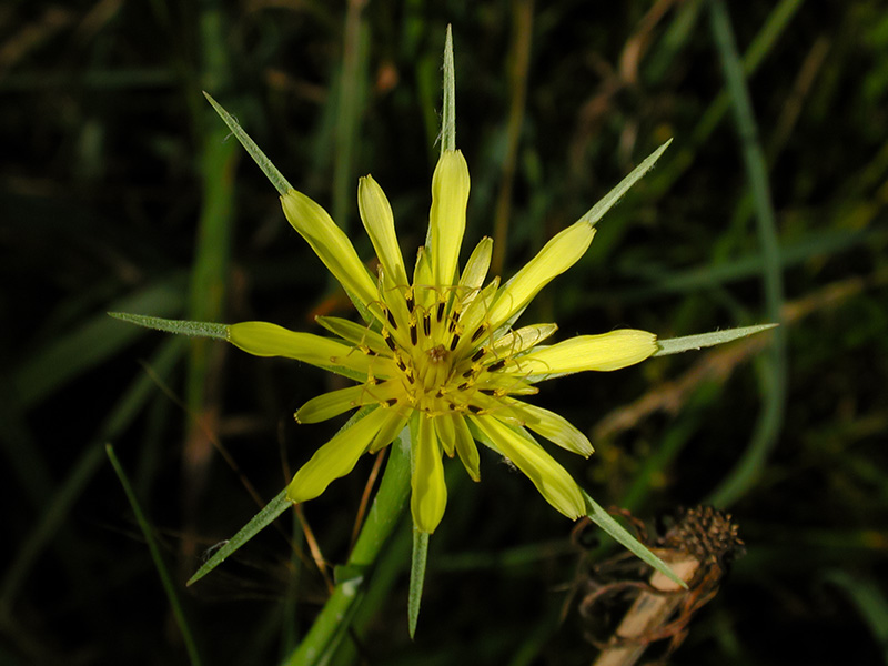 Tragopogon dubius