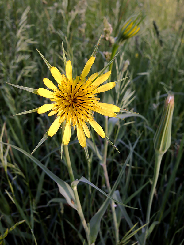 Meadow Goat's-beard