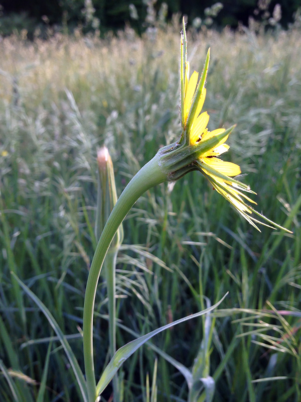 Tragopogon dubius