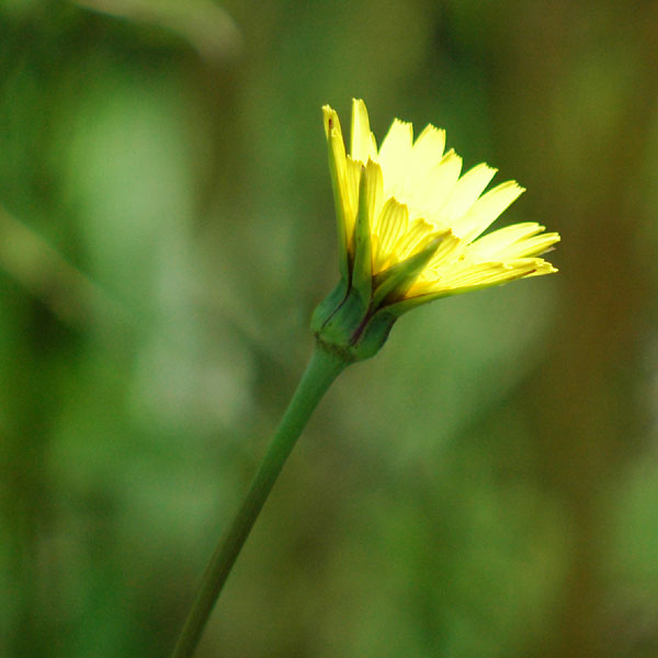 Meadow Goat's-beard