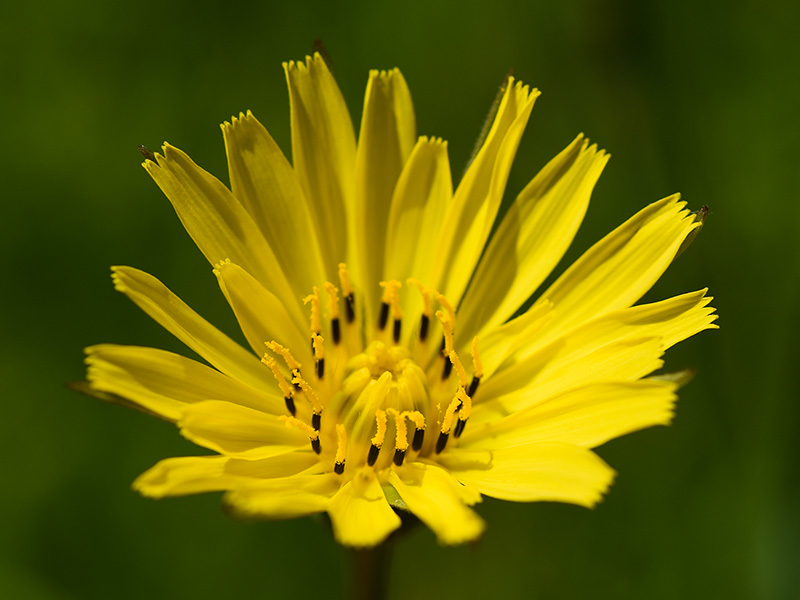 Meadow Goat's-beard