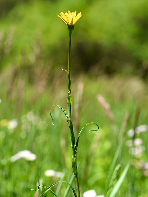 Tragopogon pratensis