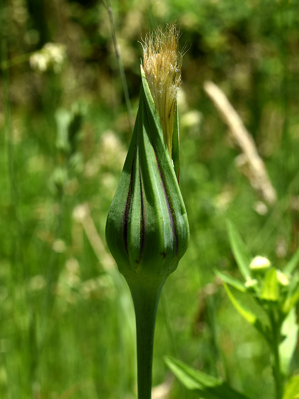 Tragopogon pratensis