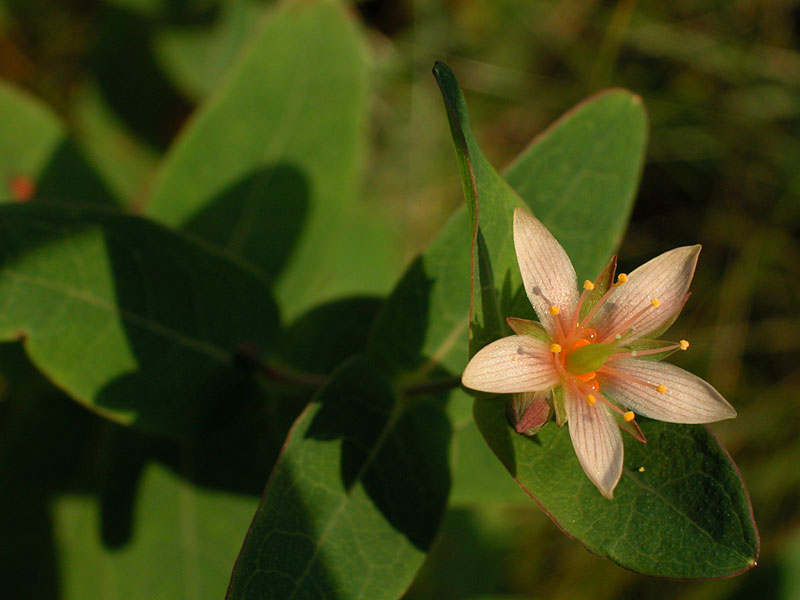 Marsh St. Johnswort