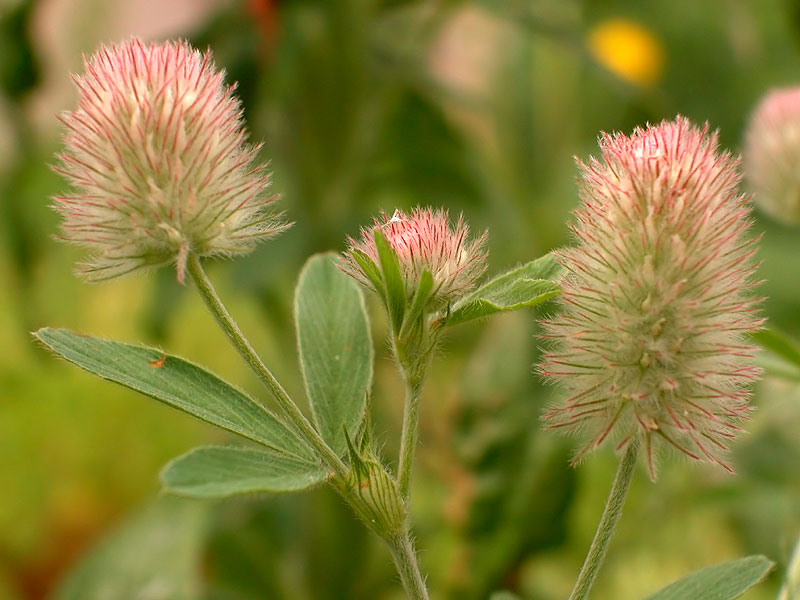 Trifolium arvense