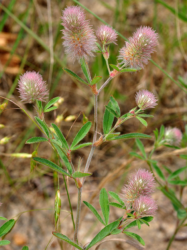 Trifolium arvense