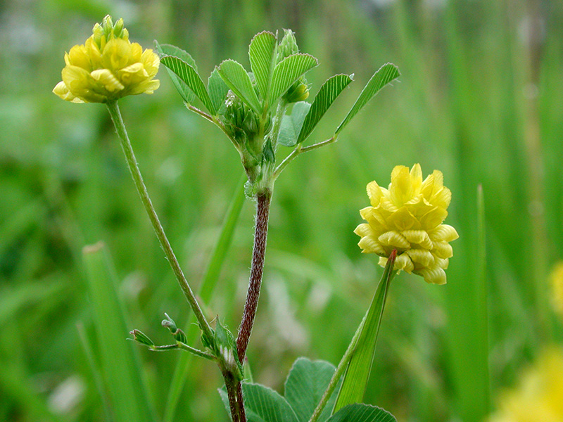 Trifolium campestre