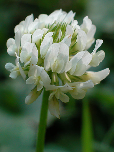 White Clover