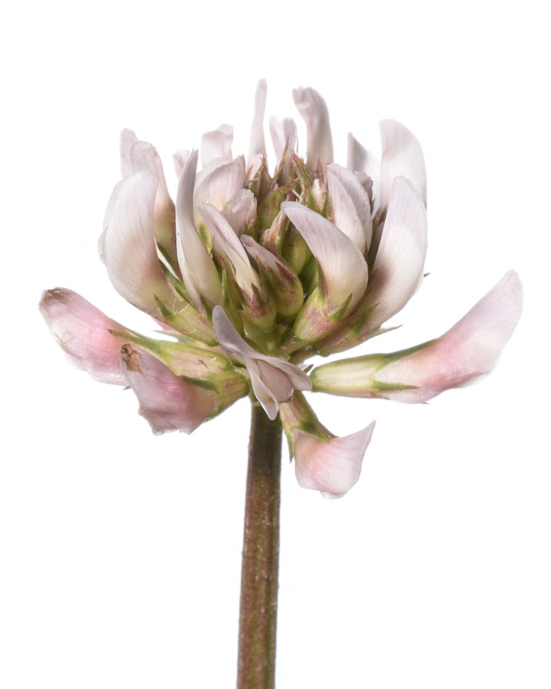 Trifolium repens